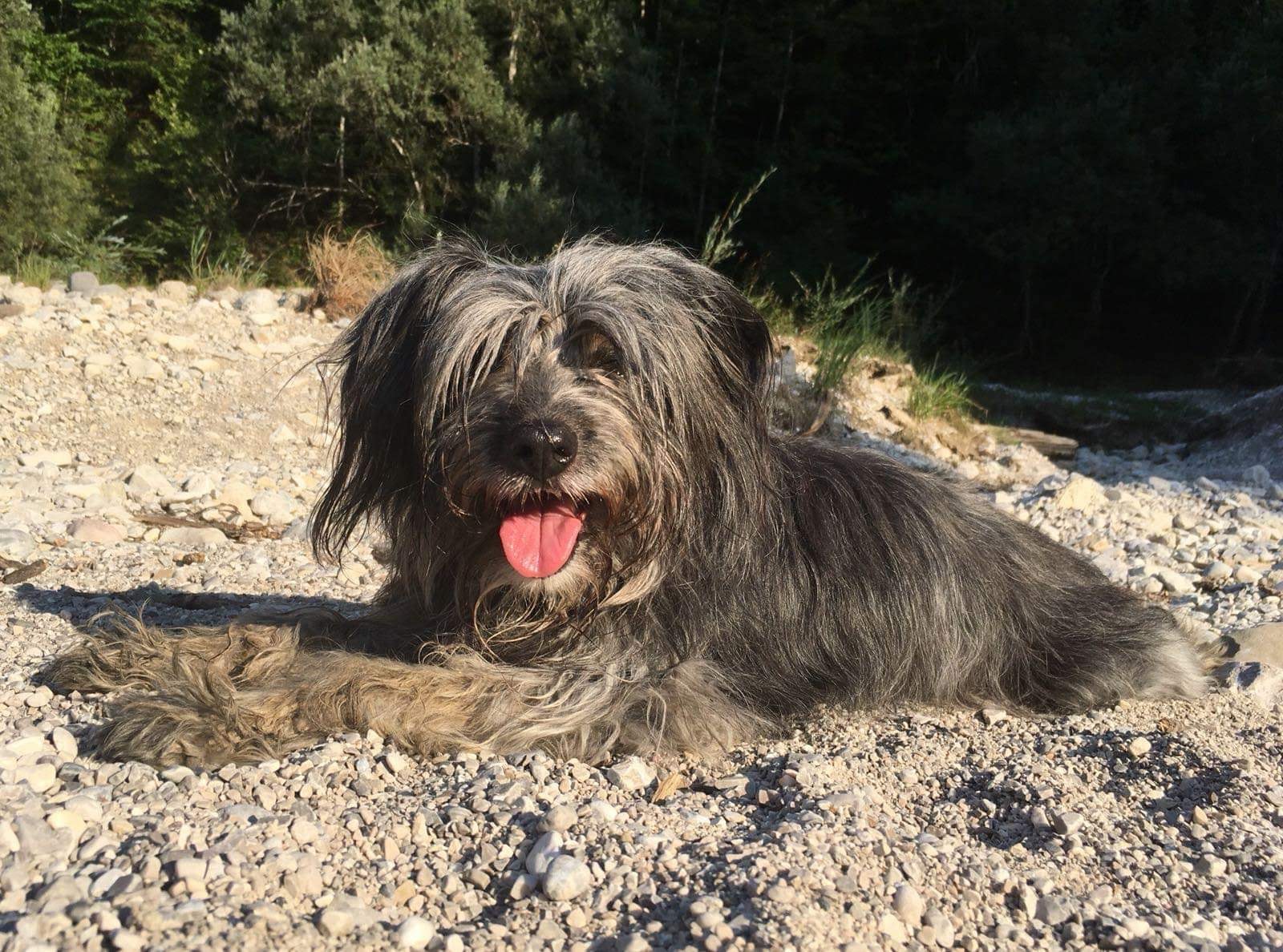 Notfallhunde &quot;Kira&quot; &amp; &quot;Dispo&quot; » Tierheim Derenburg / Blankenburg und