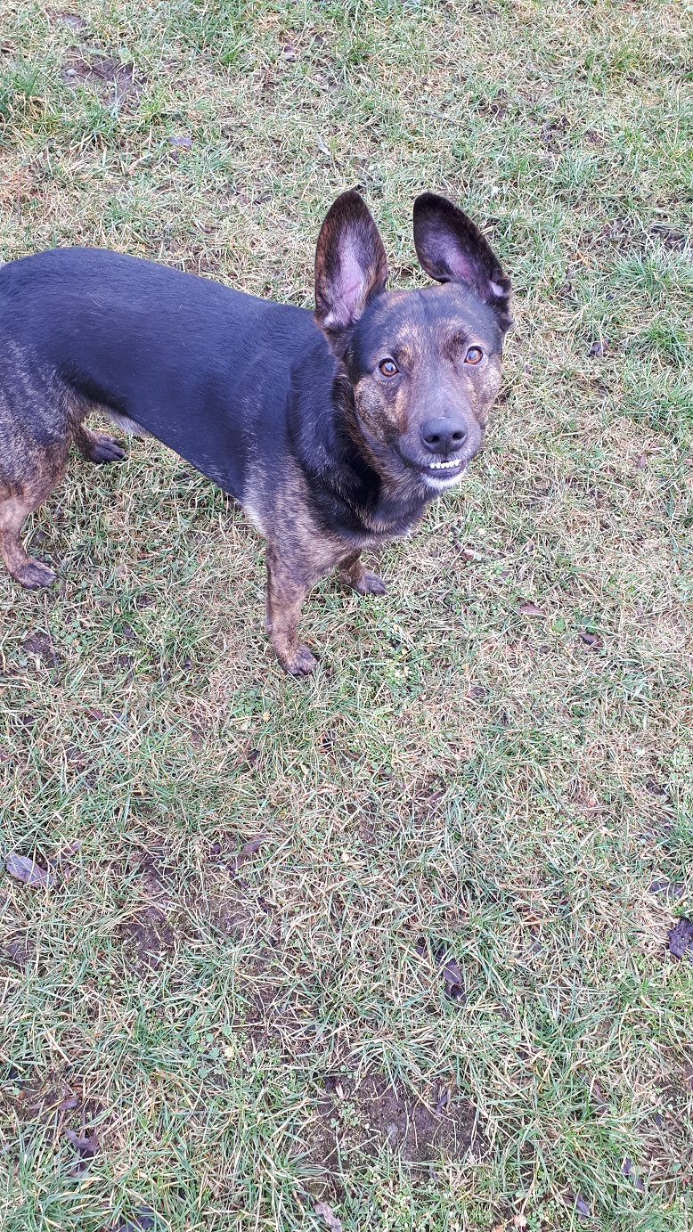 &quot;Sammy&quot;m Tierheim Derenburg / Blankenburg und Umgebung e.V.