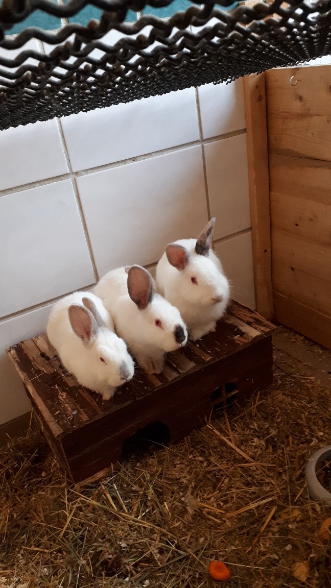 Kaninchen » Tierheim Derenburg / Blankenburg und Umgebung e.V.