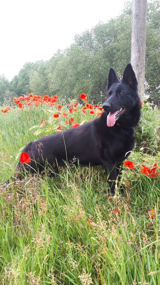 &quot;Luna&quot; Schäferhund Tierheim Derenburg / Blankenburg und Umgebung e.V.