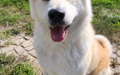 „Bella“ Akita Inu